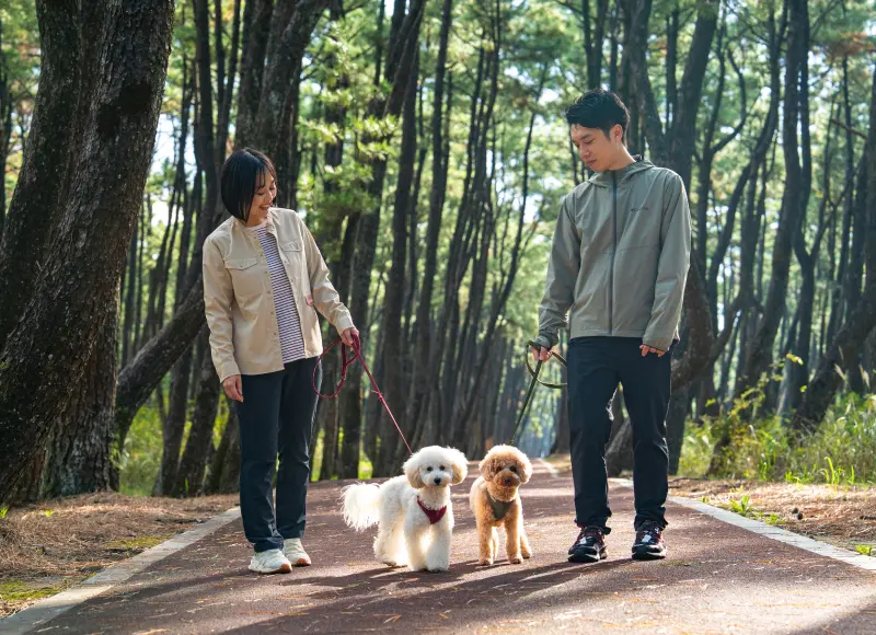 和爱犬在松林散步道散步的2人